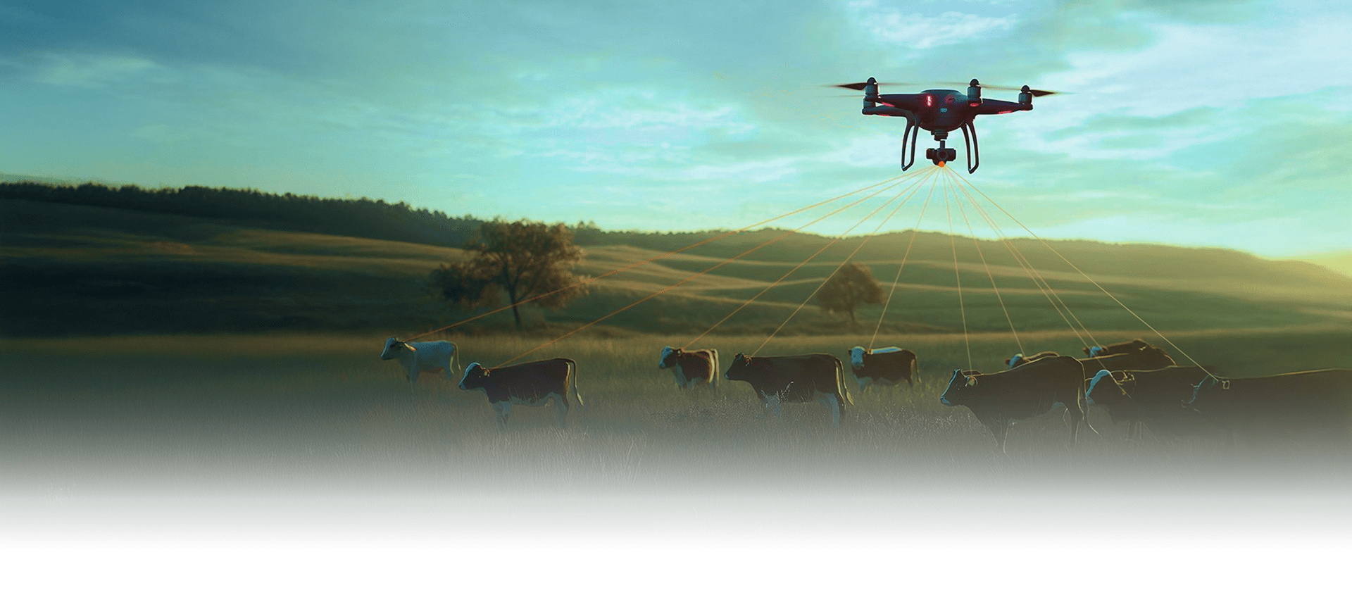 Drone and cows